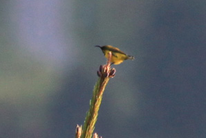 Olive-Backed Sunbird